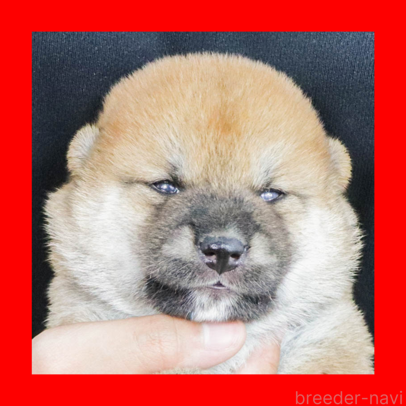 販売中の愛知県の柴犬-408675の1枚目